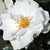 Bijela  - Floribunda ruže - White Magic